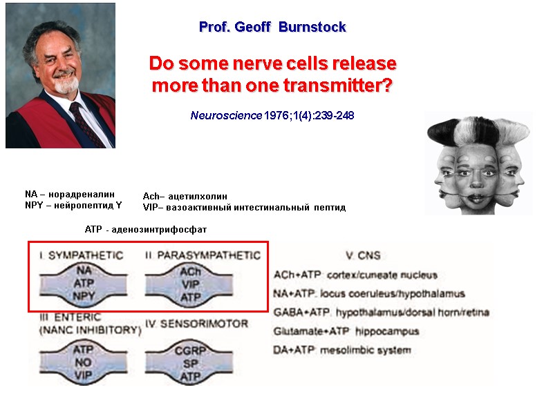 Prof. Geoff Burnstock Do some nerve cells release more than one transmitter? Prof. Geoff Burnstock Do some nerve cells release more than one transmitter?